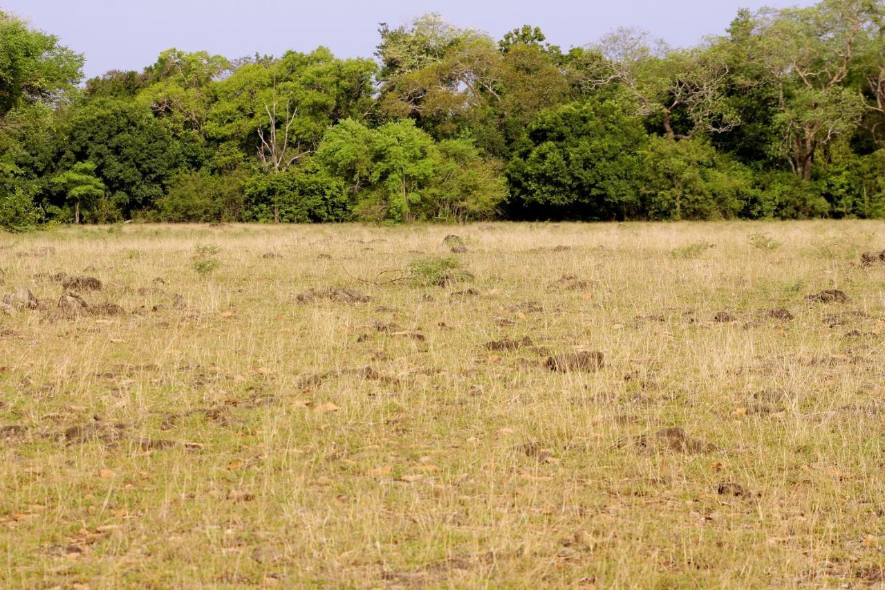 Wasgamu Safari Lodge Wasgamuwa Exterior photo
